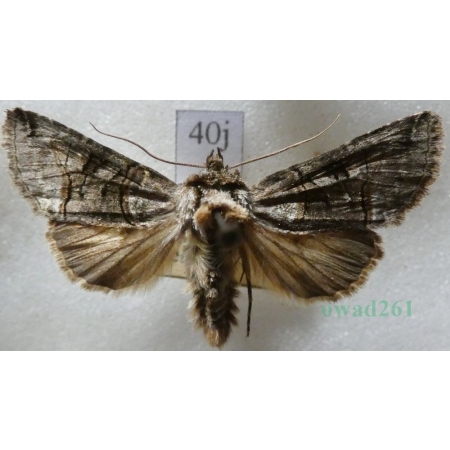 Abrostola tripartita (Hufnagel, 1766) Czech40j